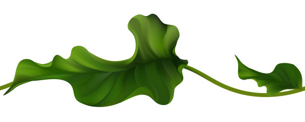 热带的叶子。绿色的藤本植物。无缝模式。边境。图片下载