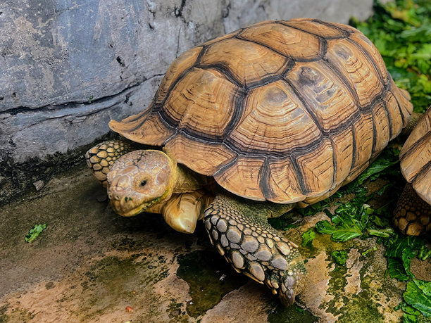 一只乌龟在草地上的岩石上行走的照片。图片下载