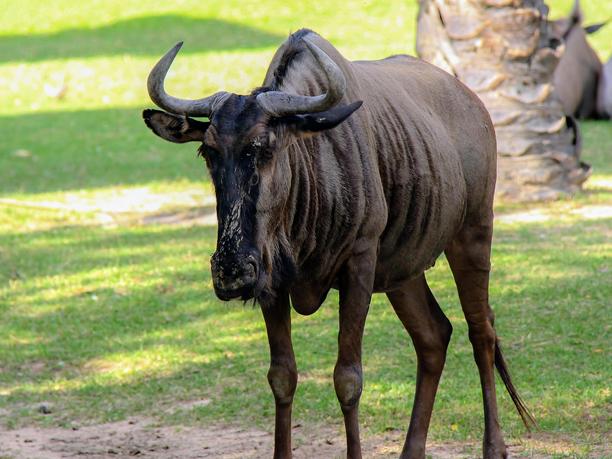 一只角马站在树旁的草地上的照片。图片下载