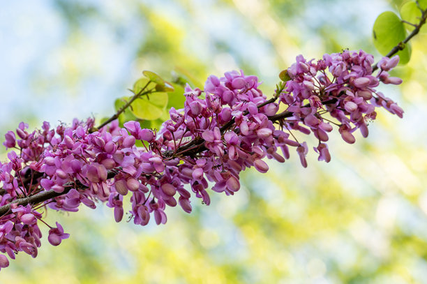 公园里一棵紫荆树的特写照片图片下载