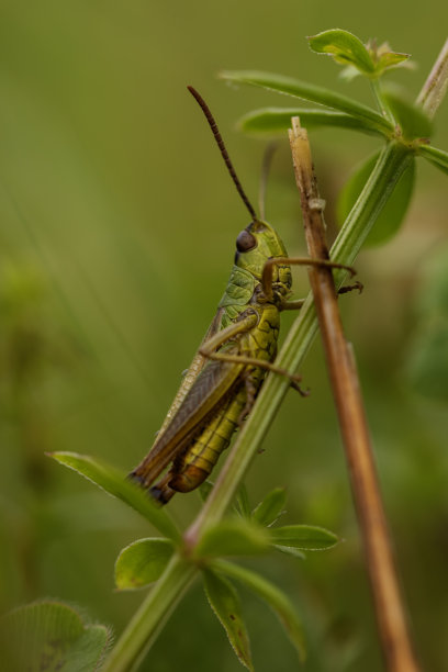 绿植上的蝗虫特写照片，展示了其细致的身体纹理和色彩，背景为自然花园环境。图片下载