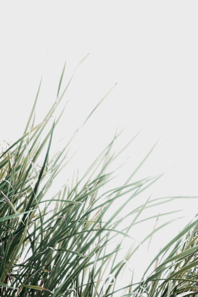 真实工艺照片，拍摄于绿色草丛丛林，自然摄影，背景为中性白色海报。图片下载