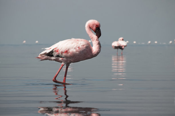 自然光下单只粉色火烈鸟的真实照片。羽毛纹理、喙形状和鲜艳色彩细致入微地展现。图片下载