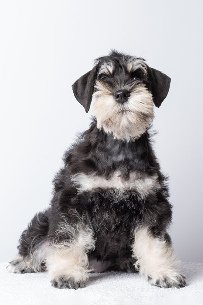 可爱的黑白色雪纳瑞小狗安静地坐着，真实的照片风格，背景为简单的浅色，体现了宠物的爱与陪伴的概念。图片下载