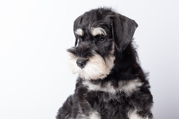 一只悲伤孤独的雪纳瑞小狗没有主人而感到难过。可爱的黑白雪纳瑞小狗安静地坐着，真实的照片风格，背景为简单的浅色，体现了宠物之爱的概念。图片下载