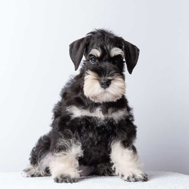 一只悲伤孤独的雪纳瑞小狗没有主人而感到难过。可爱的黑白雪纳瑞小狗安静地坐着，真实的照片风格，背景为简单的浅色，体现了宠物之爱的概念。图片下载