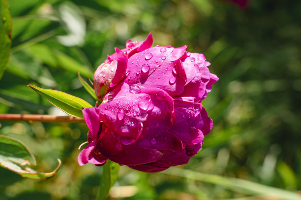 春天的粉色牡丹，真实生活照片，牡丹图片下载