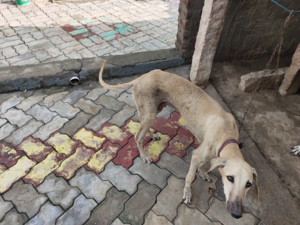 狗皮肤病的库存照片图片下载