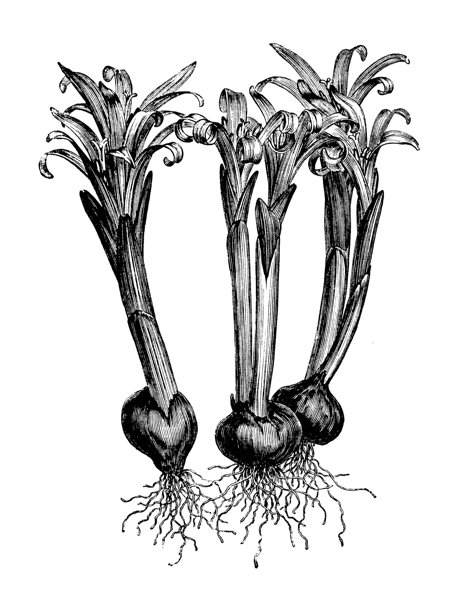 植物学植物古董雕刻插图:秋水仙(春季草甸藏红花)图片下载