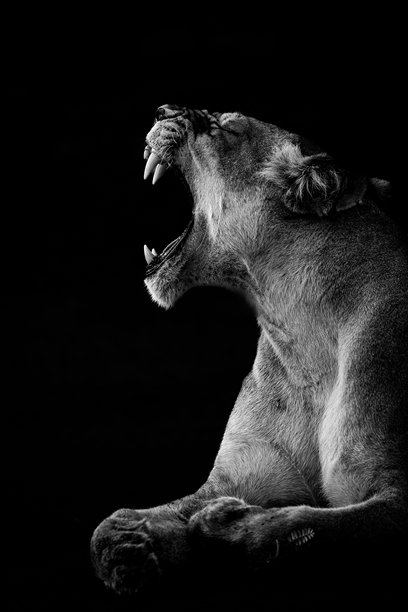 一张强有力的黑白照片，捕捉到狮子正在咆哮的瞬间图片下载