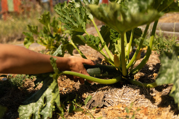 农民从花园植物中收获新鲜的西葫芦。库存图片图片下载