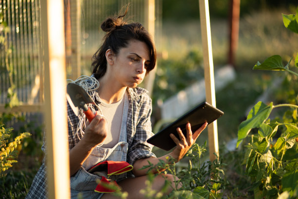 农民在蔬菜园中使用数字平板电脑进行园艺。库存图片图片下载