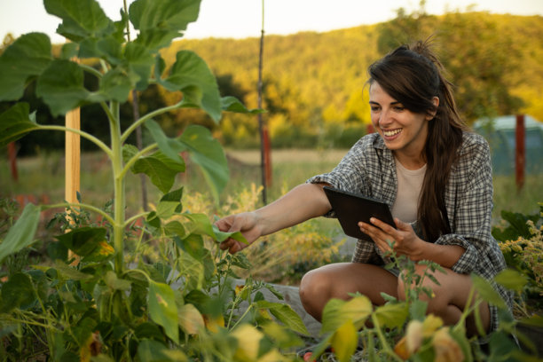 年轻女性在进行永续农业工作，使用平板电脑检查植物。库存图片图片下载