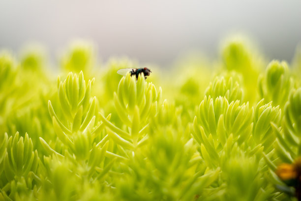 自然中生长的丰盛绿色多肉植物叶子上的苍蝇特写照片图片下载