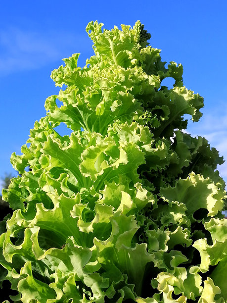 过熟的生菜植物库存照片。花园中的生菜植物库存照片。蓝天背景下的生菜库存照片。生菜特写库存照片。图片下载
