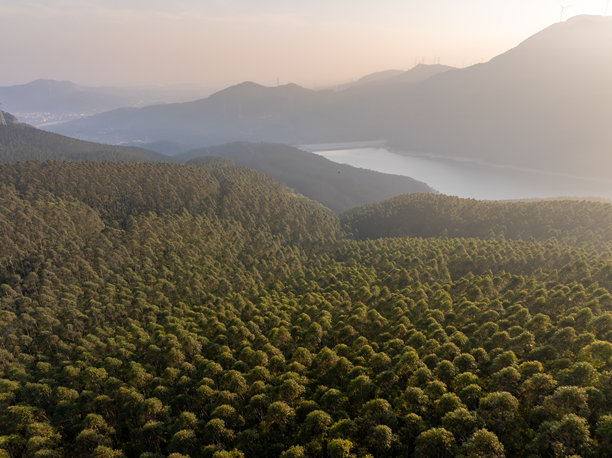 森林中整齐排列的桉树航拍照片图片下载