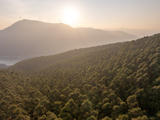 森林中整齐排列的桉树航拍照片图片下载