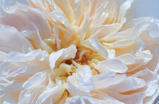 娇嫩的奶油色玫瑰花盛开，沐浴在柔和的自然光中。特写照片，花朵盛开。图片下载