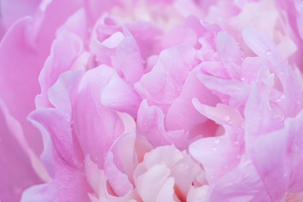 柔和光线和质感下的淡粉色牡丹花瓣特写照片。全画幅。图片下载