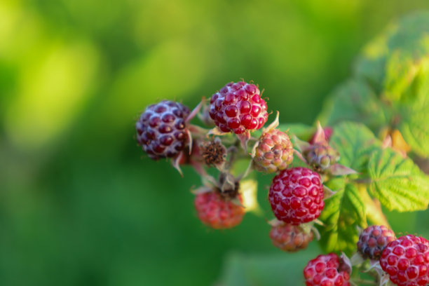 特写镜头展示了树枝上未成熟到成熟的覆盆子的过渡，背景柔和的绿色。这张细致的照片突显了自然生长周期，并预示着甜美的夏季丰收。图片下载