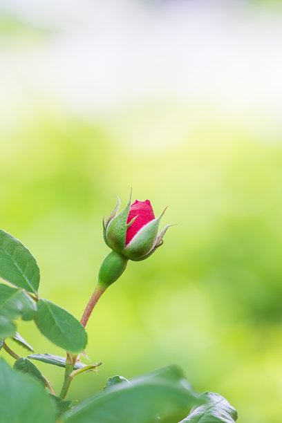路边的一朵玫瑰花苞，静静地等待绽放。图片下载