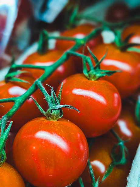 新鲜红色樱桃番茄挂在绿色藤蔓上，竖版照片图片下载