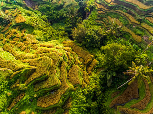 巴厘岛德加朗梯田的航拍照片，包括岛屿、稻田和田园风光。图片下载