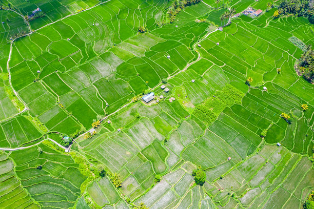 巴厘岛德加朗梯田的航拍照片，包括岛屿、稻田和田园风光。图片下载