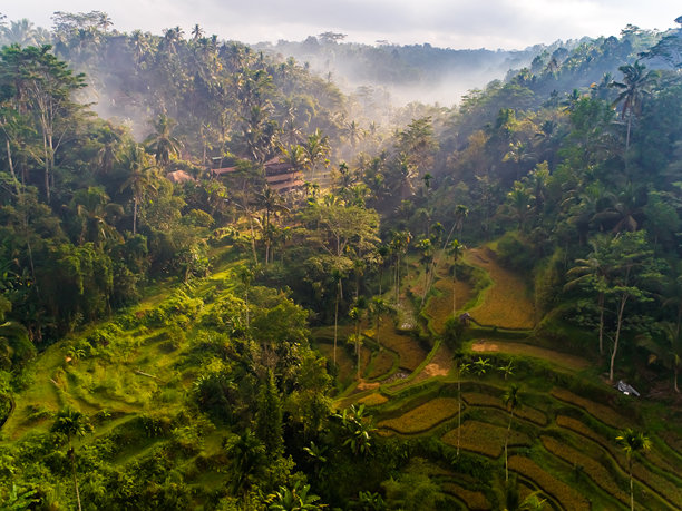 巴厘岛德加朗梯田的航拍照片，包括岛屿、稻田和田园风光。图片下载