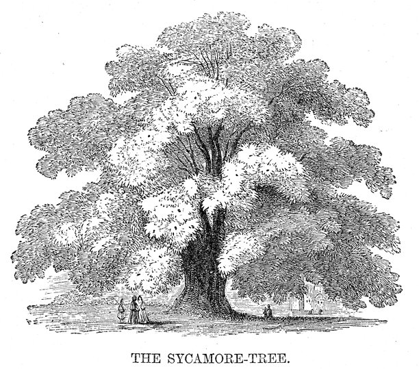 1869年美国梧桐雕刻图片下载