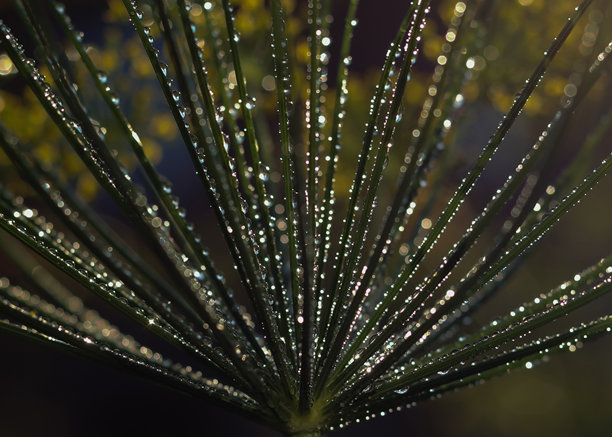 微距照片迪尔在早上。闪亮的树枝。散景。闪亮的背景。闪闪发光的效果。图片下载