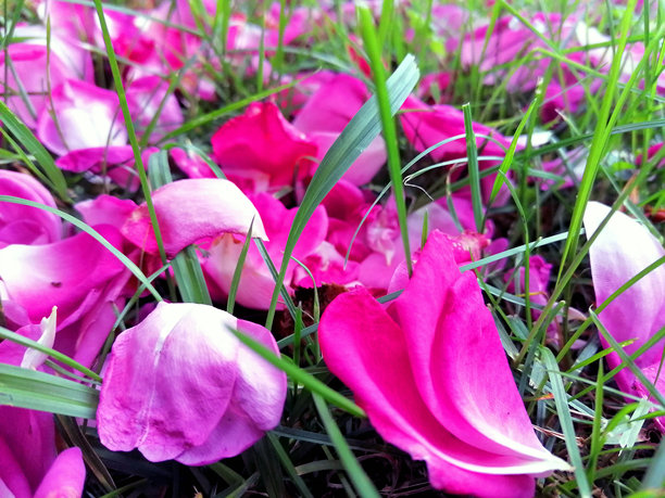 粉红色玫瑰花瓣库存照片。自然股票照片图片下载