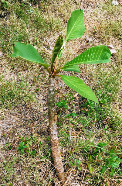 一棵小树的照片，上面有一片绿叶。图片下载