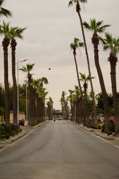 这张照片展示了埃及伊斯梅利亚市的一条街道，街道两旁种满了树木。图片下载