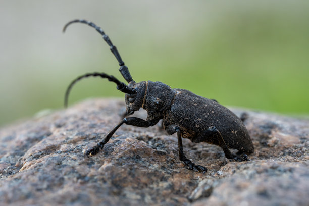 黑长角甲虫（Cerambyx Cerdo）在岩石上爬行的自然栖息地特写侧视野生动物照片图片下载
