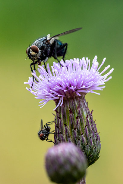 两只苍蝇在盛开的蓟花上觅食的特写照片，适用于自然研究、生物教育和环境设计项目。图片下载