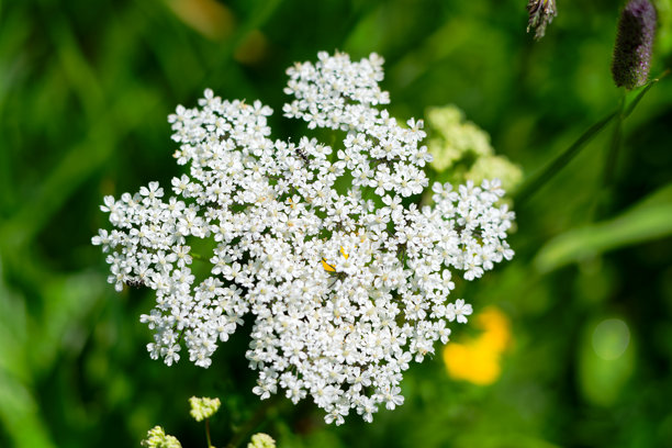 瑞士阿尔卑斯山洛茨滕谷草地上，查尔罗菲勒姆·维拉尔西花的俯视图，阳光明媚的春日。照片拍摄于2025年6月19日，瑞士洛茨滕。图片下载