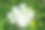 瑞士阿尔卑斯山洛茨滕谷草地上，查尔罗菲勒姆·维拉尔西花的俯视图，阳光明媚的春日。照片拍摄于2025年6月19日，瑞士洛茨滕。图片下载