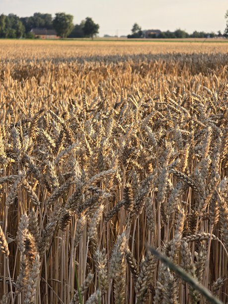 这张图片展示了一片金色的麦田特写，成熟的麦穗沐浴在温暖的晚下午或傍晚的光线中。图片下载