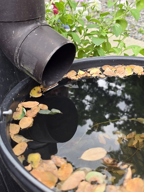 照片展示了一个黑色水桶从排水沟收集雨水，水面上漂浮着落下的秋叶，表明这是一个可持续的水收集系统，位于花园中。图片下载