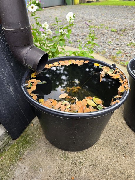 这张照片展示了一个黑色的水桶从排水沟收集雨水，水面上漂浮着落下的秋叶，表明这是一个可持续的水收集系统，位于花园中。图片下载