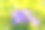 公园里番红花的特写照片图片下载