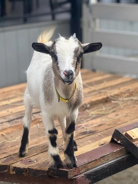 一张山羊站在木桌上的照片。图片下载