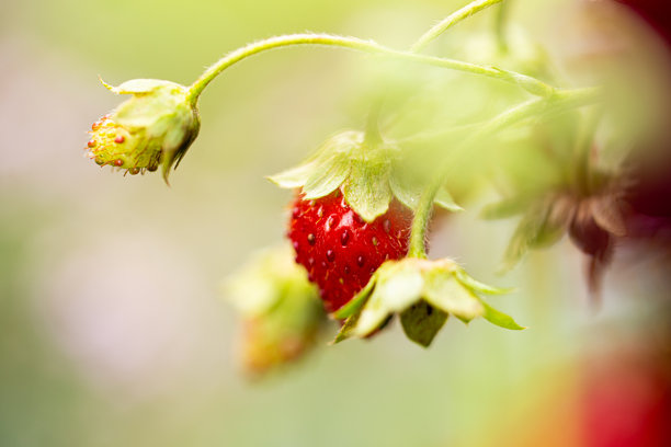 成熟草莓特写，柔焦照片图片下载