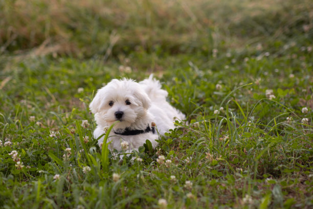 美丽的白色毛茸茸的小狗在盛开的三叶草田野中漫步。年轻且修剪整齐的马尔济斯犬的美丽照片。狗狗在自然的田野中摆姿势。图片下载