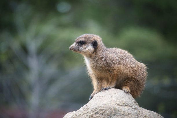 警觉的狐獴在岩石上，背景模糊的绿色，动物照片。图片下载