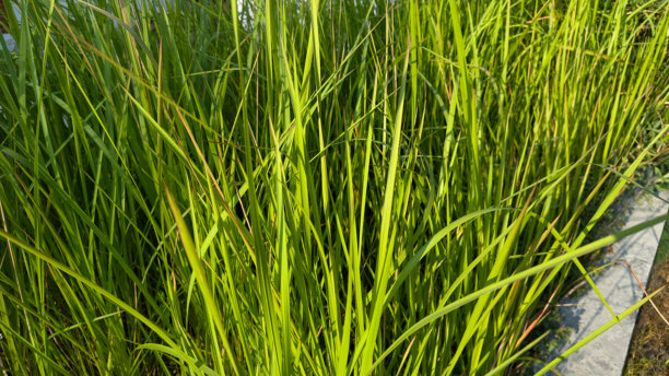 这张图片展示了一丛茂密的高大绿草，可能是香茅或类似的芦苇植物，在阳光下茁壮成长。图片下载