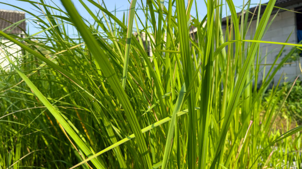 这张图片展示了一丛茂密的高大绿草，可能是香茅或类似的芦苇植物，在阳光下茁壮成长。图片下载