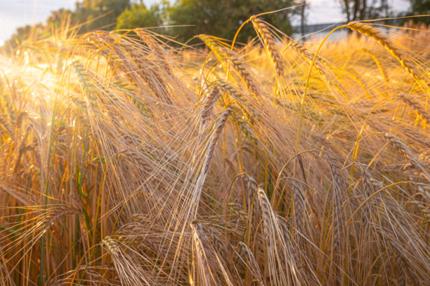 细腻的成熟小麦穗特写，背景模糊（选择性对焦）。美丽的谷物作物穗的照片。日落时分的自然农场小麦。图片下载