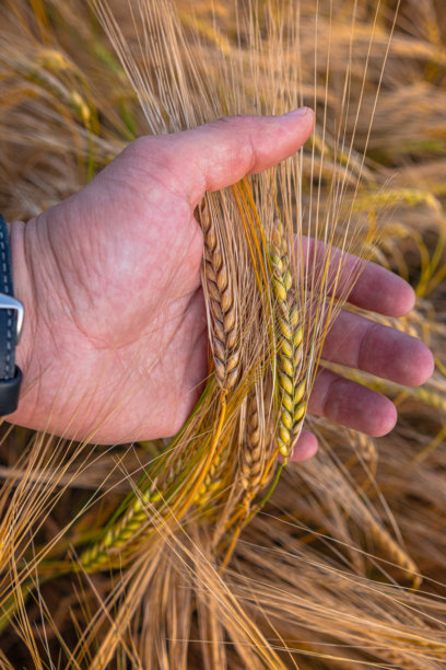 一只手握着成熟的麦穗。一位农民在田间评估收成。这是一张关于农业主题的精美细致照片。图片下载